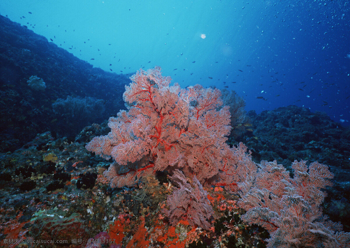 珊瑚 海水 底 风景