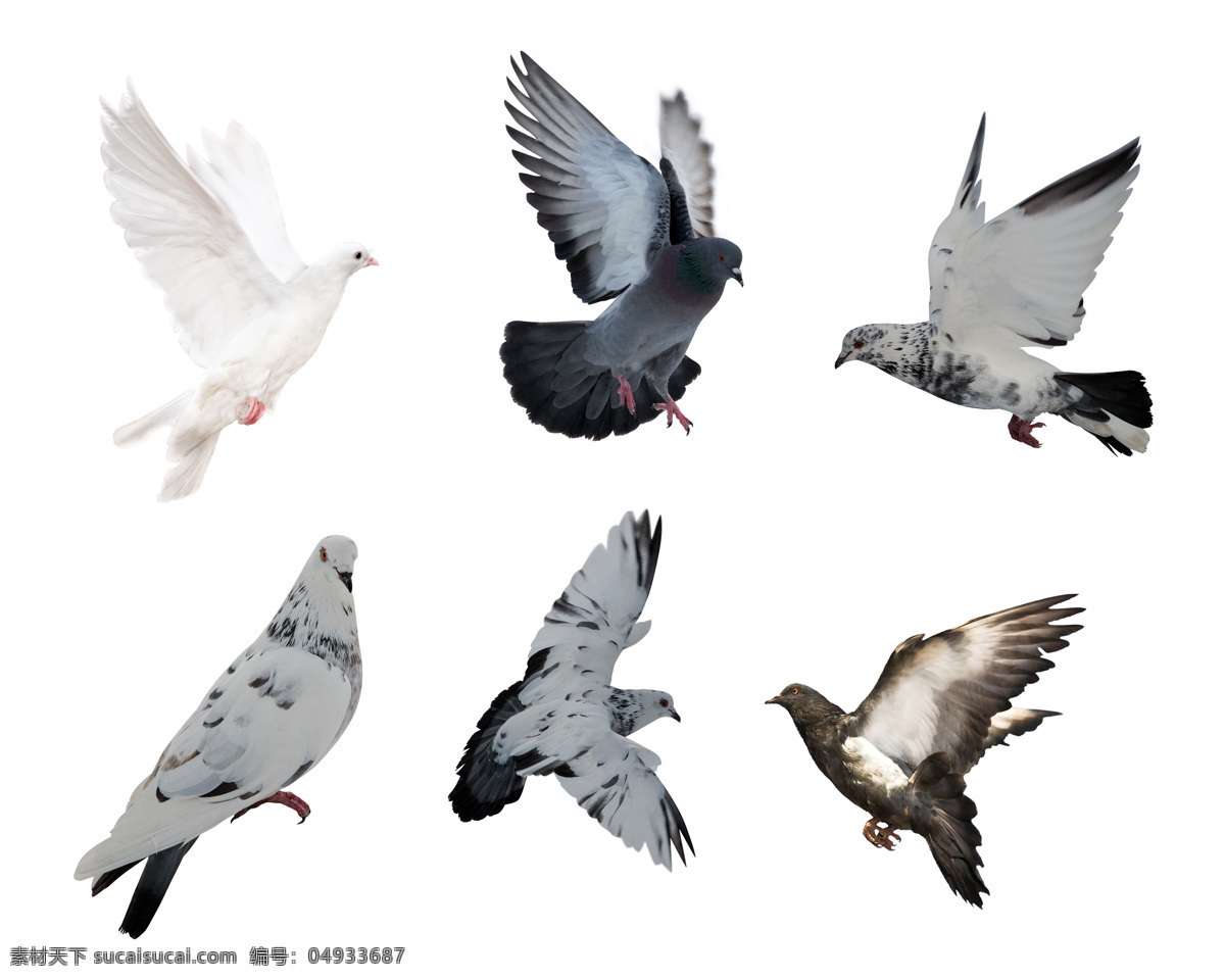 飞翔的鸽子 展翅 飞翔 白鸽 鸽子 信鸽 小鸟 鸟类 空中飞鸟 生物世界 白色