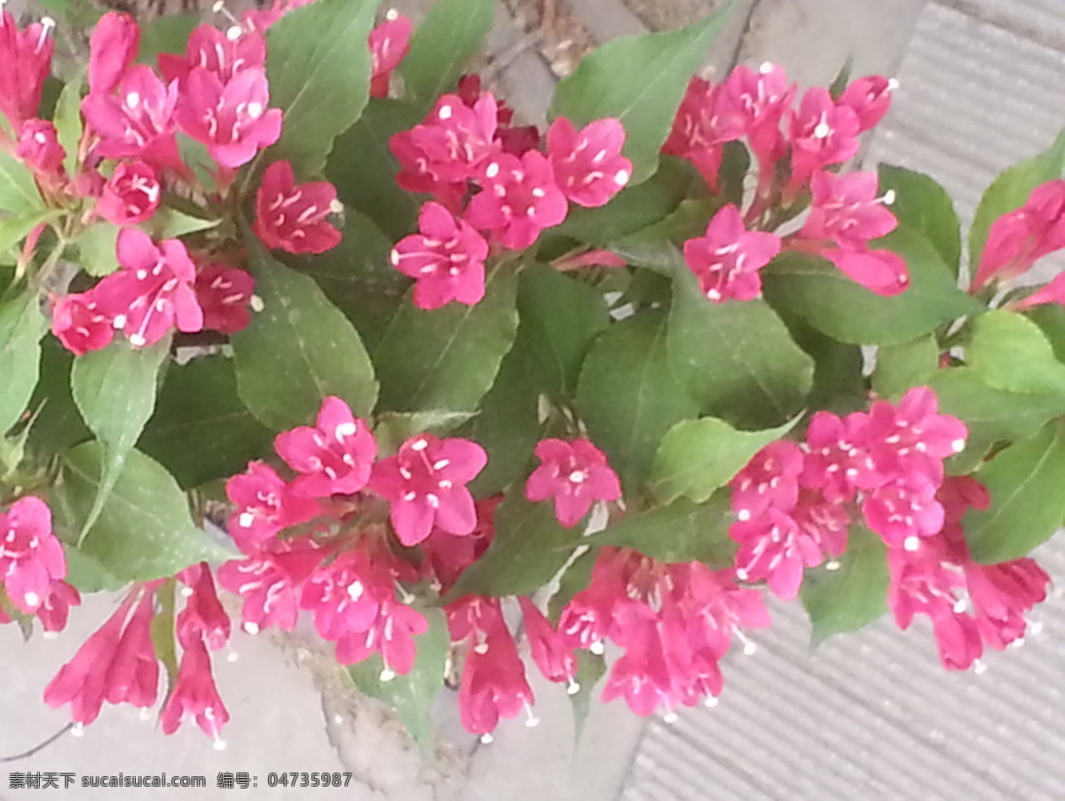 美丽 鲜花 漂亮 红花 粉色