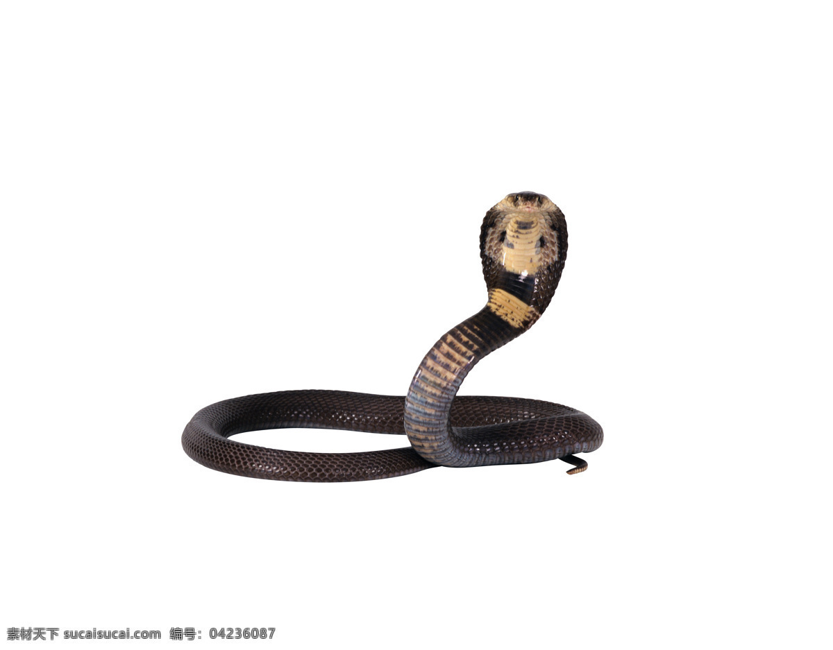 眼镜蛇 蛇 爬行动物 冷血动物 毒 野生动物 生物世界
