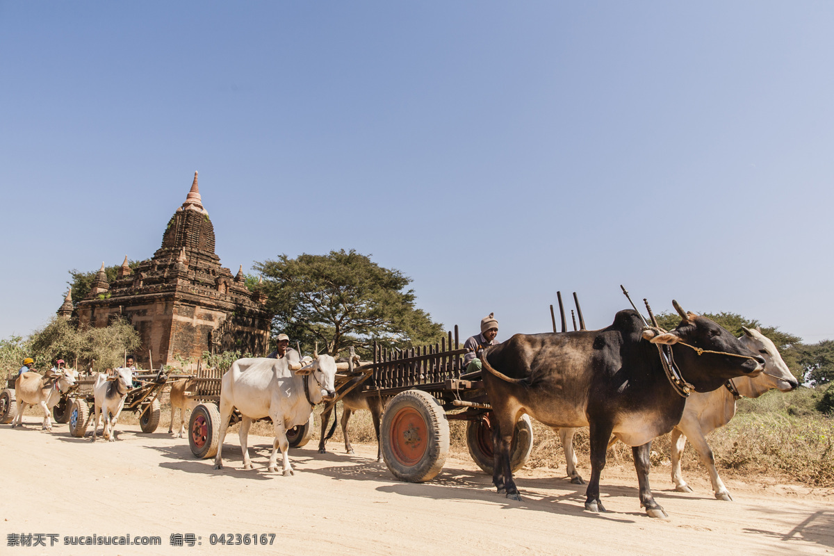 浩浩荡荡 牛 车队 缅甸 蒲甘 佛塔 牛车 绿树 蓝天 土路 万塔之都蒲甘 国外旅游 旅游摄影
