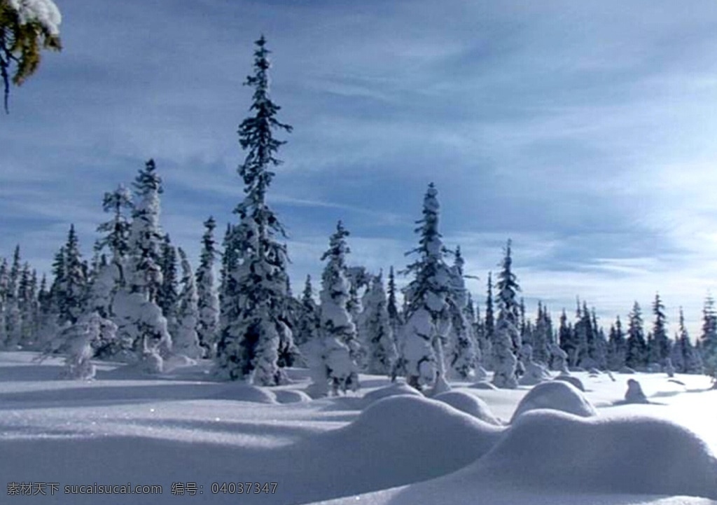 雪景视频 雪原景色 雪景 视频实拍素材 森林雪景 漂亮的雪景 多媒体 实拍视频 自然风光 mov