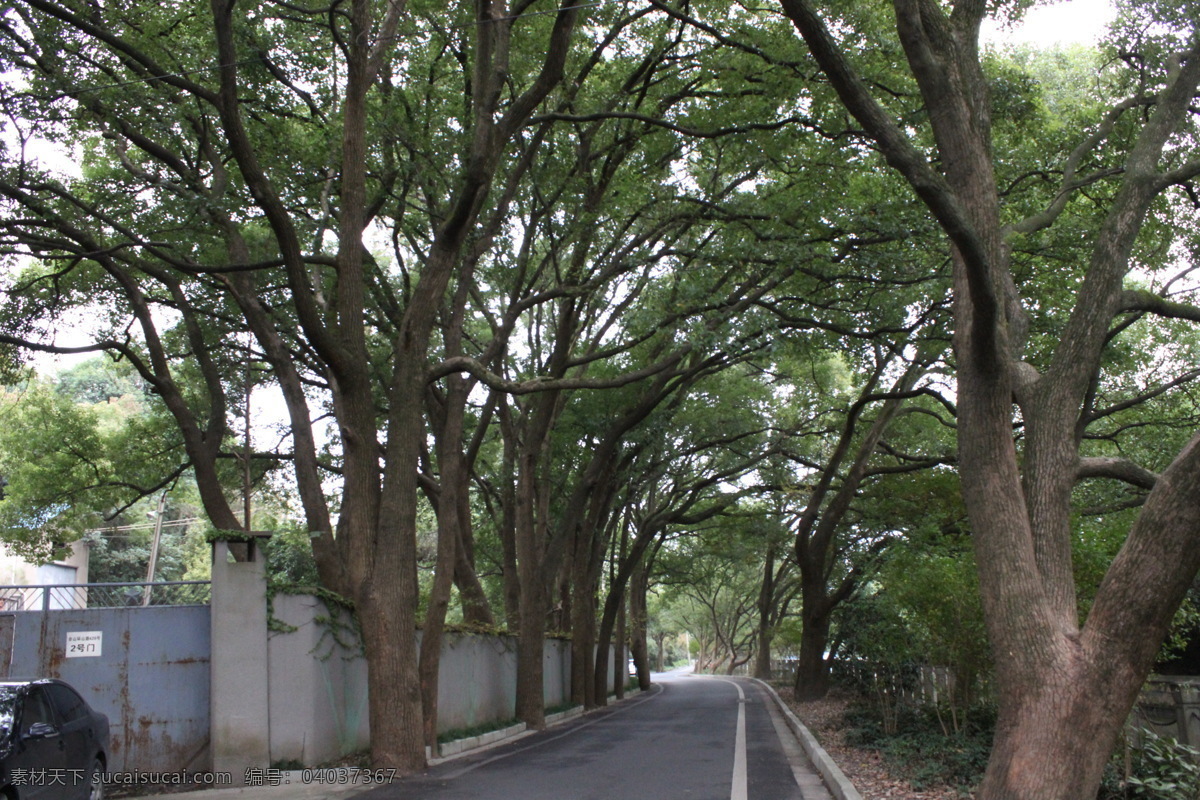 树 老树 林阴小道 路边的树 成排的树 大树 2014 摄影图片 生物世界 树木树叶