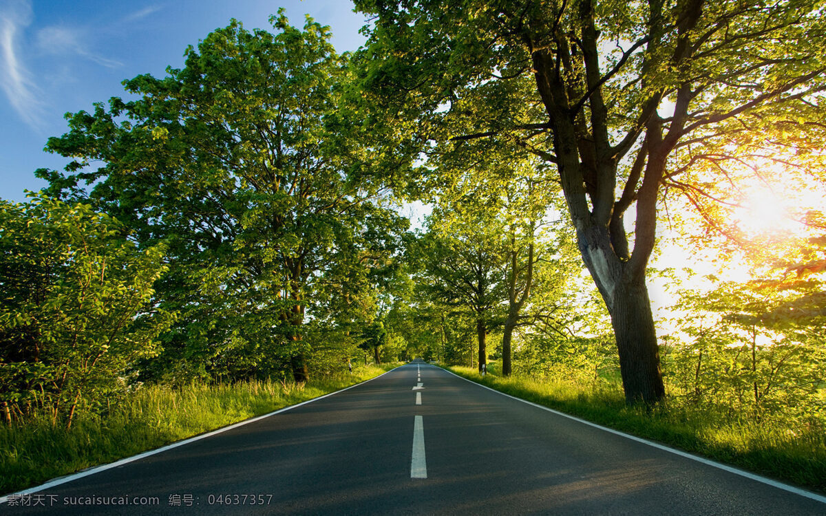 树林中的公路 公路 树林 阳光 路 树 自然风景 自然景观