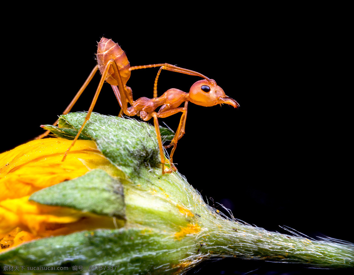 昆虫 小动物 动物 微距摄影 高清 生物世界