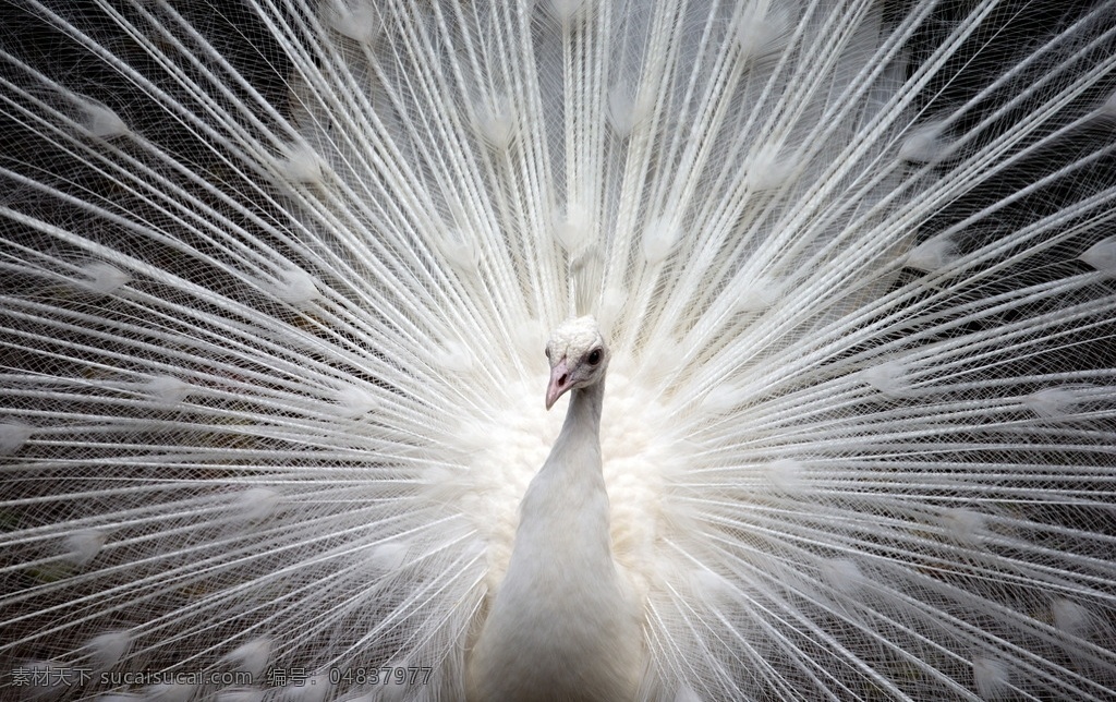 白色孔雀 孔雀 白色 白孔雀 孔雀开屏 羽毛 白羽毛 展开 珍贵动物 稀有动物 动物 保护动物 生物世界 动物世界 鸟类