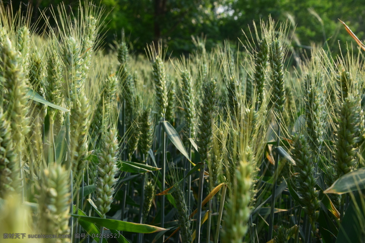 小麦 麦子 麦穗 麦田 农村 收获 自然景观 田园风光