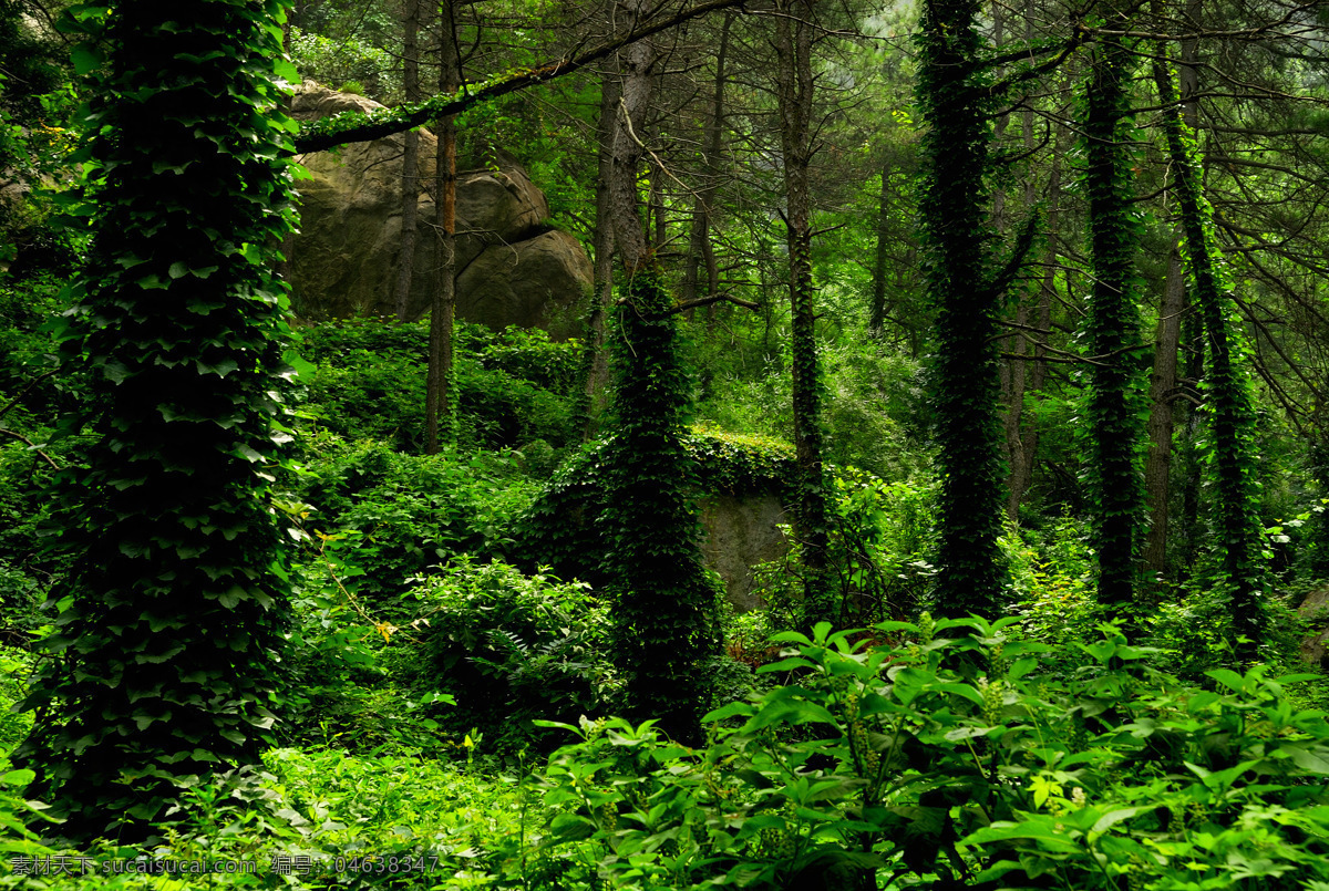 原始森林 森林 大树 绿树 松树 藤蔓 绿叶 树的形象 自然风景 自然景观