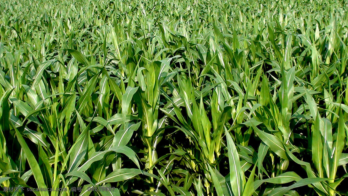 玉米地 玉米林 玉米叶 大片玉米 花草 生物世界