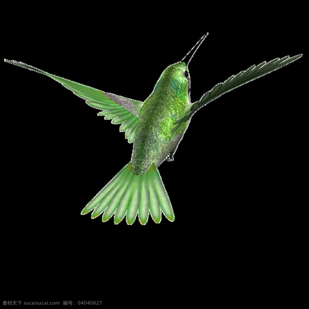 唯美 多样 鸟儿 静态 绿色鸟儿 生动 形象 写实