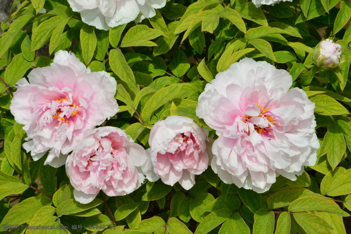 牡丹花 牡丹 观赏花卉 鼠姑 木芍药 百雨金 洛阳花 花朵 花瓣 花蕊 花卉 花儿 花草 植物 园林绿化 绿化景观 芍药牡丹 生物世界