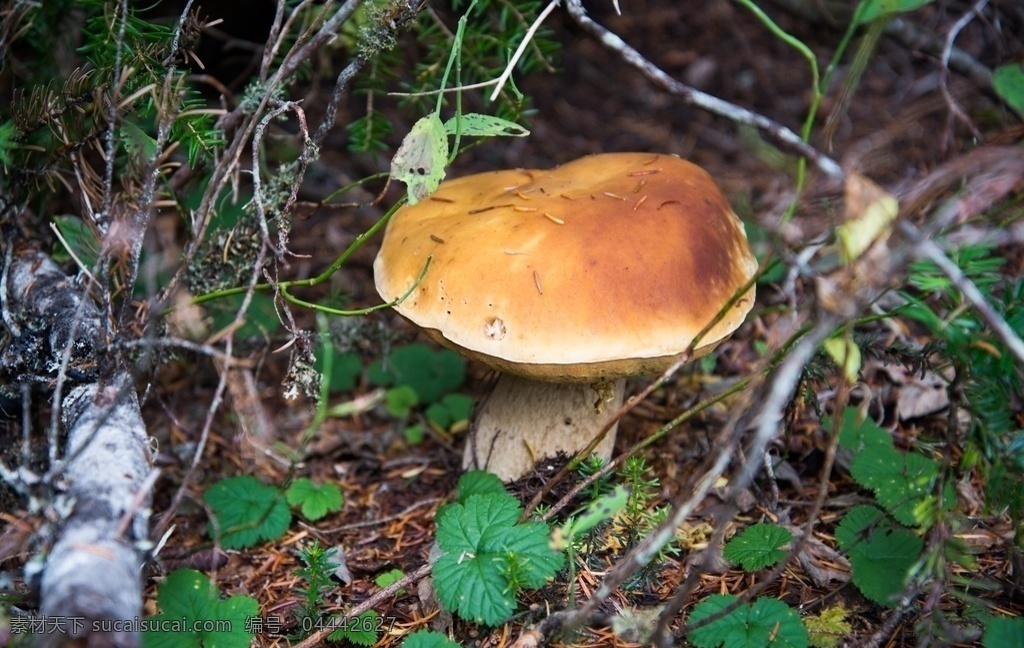 蘑菇图片 蘑菇 伞菇 野生菌 食用菌 菌类 口菇 香菇 野外 森林 美味 餐饮与蔬果 生物世界 蔬菜
