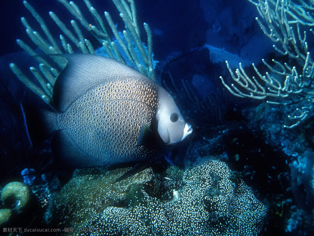 海洋生物 海底世界 海洋 礁石 生物世界 鱼 鱼类 珊蝴礁石 珊蝴 海底景色