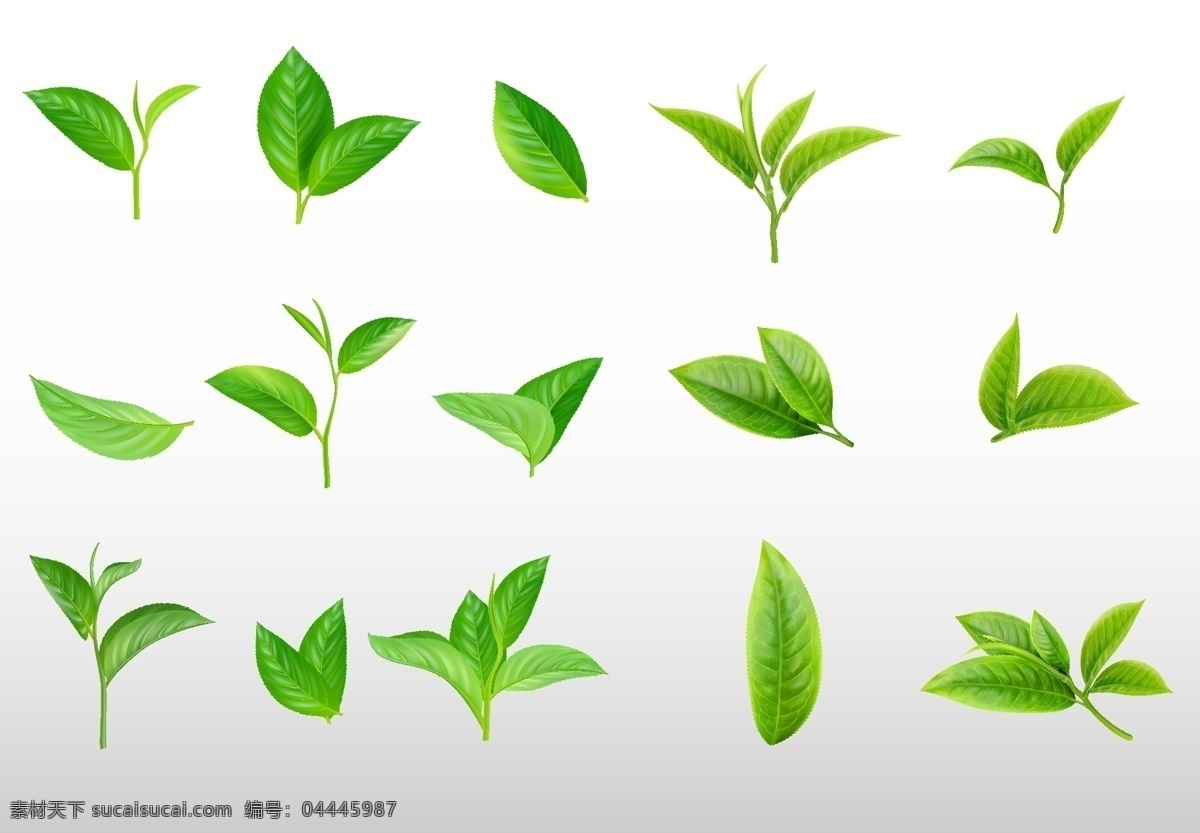 茶叶 绿叶图片 绿叶 叶子 茶叶素材 绿叶素材 叶子素材 设计素材 嫩芽 绿芽 生物世界 树木树叶