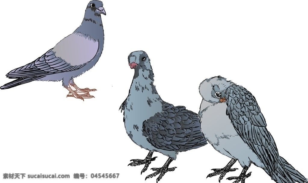 鸽子 矢量图 鸟类 插画 中国画