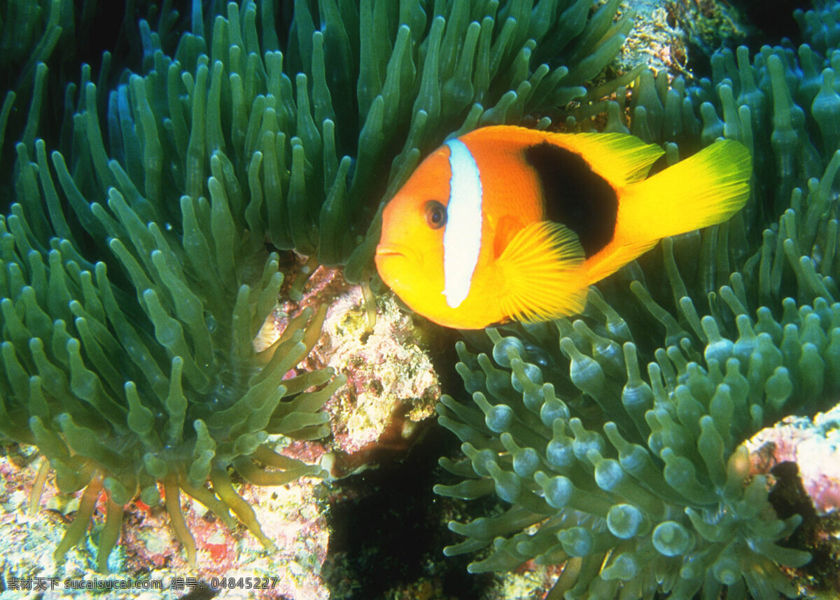 小丑 鱼 海洋 珊瑚 生物世界 野生动物 鱼类 小丑鱼