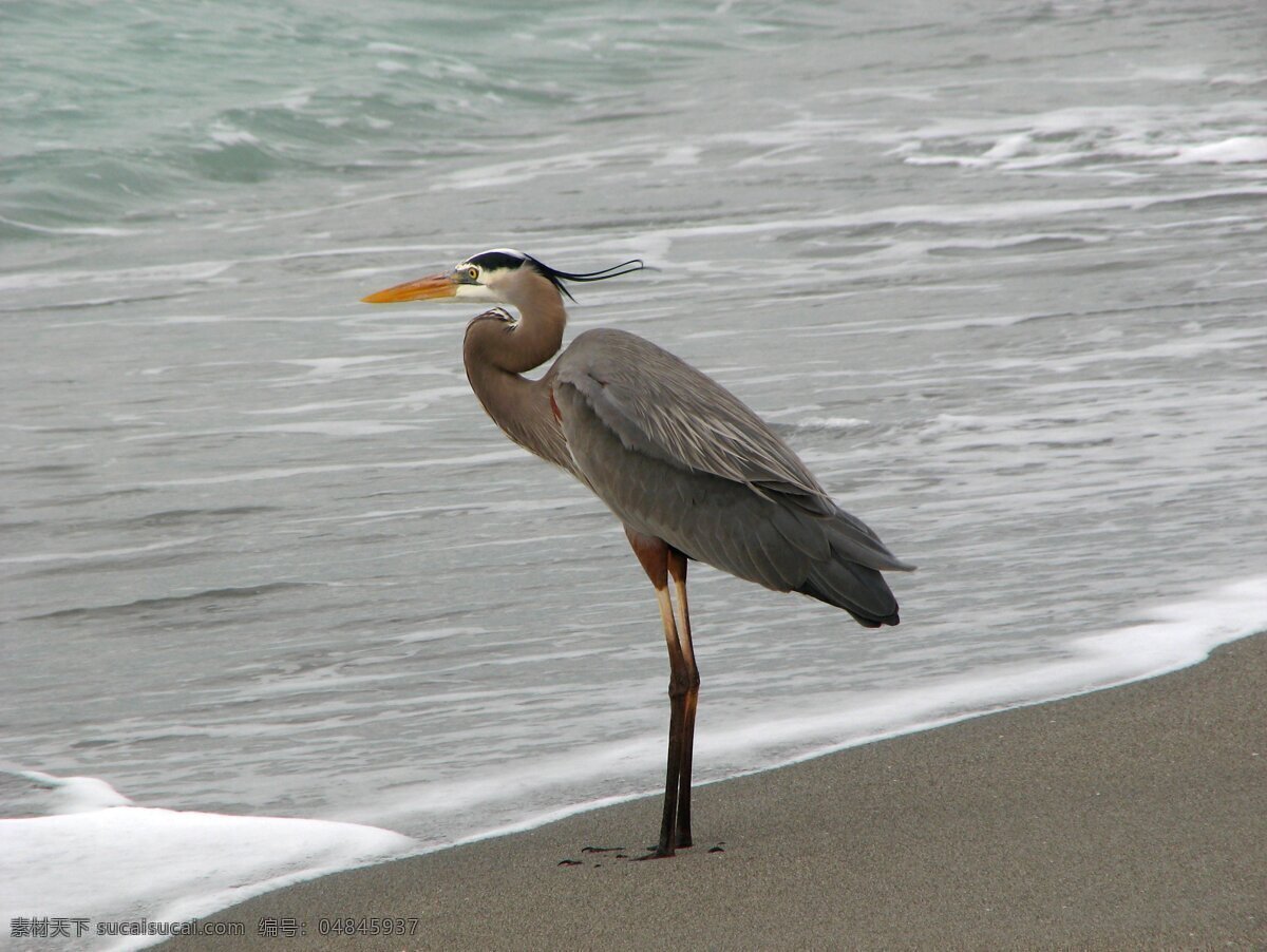 海鸟 飞鸟 海边 海浪 海水 海滩 鸟 鸟类 生物世界 鸟类摄影 psd源文件