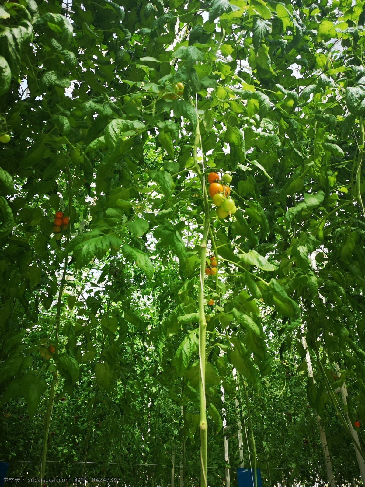 盆栽的番茄树 盆栽 番茄 绿色 叶子 番茄树