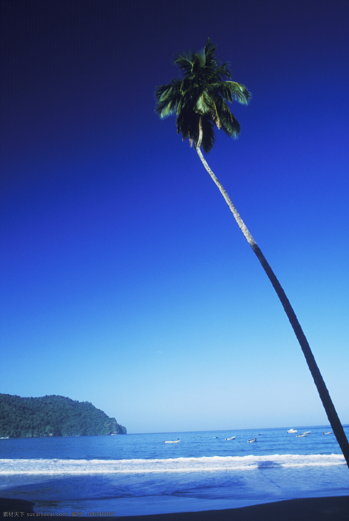 海边 孤零零 椰子树 海浪 大海 漂亮 美景 风景 海岸 岸边 加勒比海岸 高清图片 大海图片 风景图片