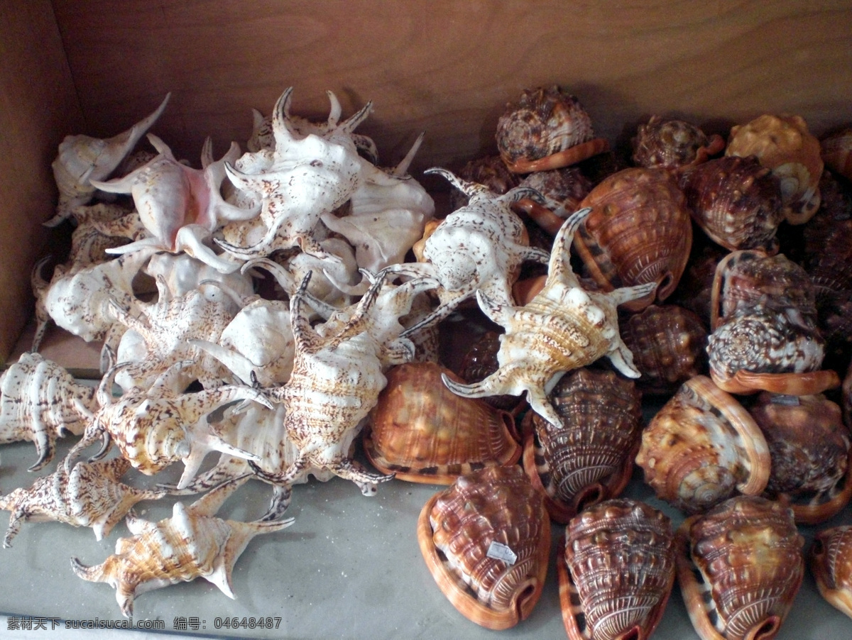 贝壳 海边 海螺 海滩 海洋生物 旅游摄影 沙滩 螺 生物世界 自然风景 psd源文件