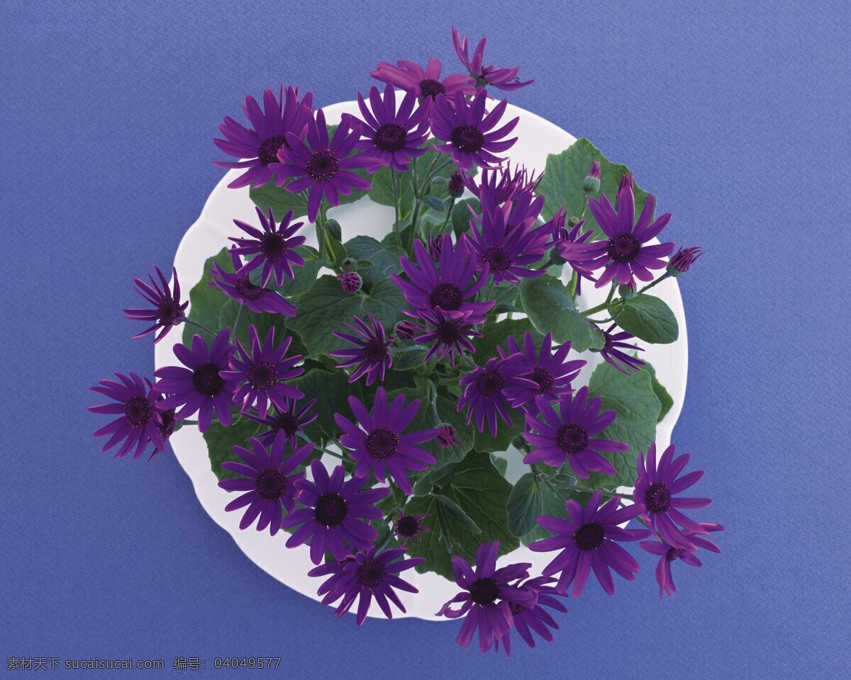 花艺 大餐 花朵 花饰 盘子 郁金香 紫罗兰 花艺大餐 稚菊 生物世界