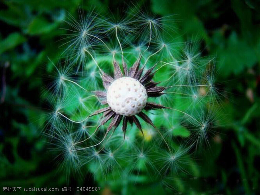 蒲公英 植物 背景 生物世界