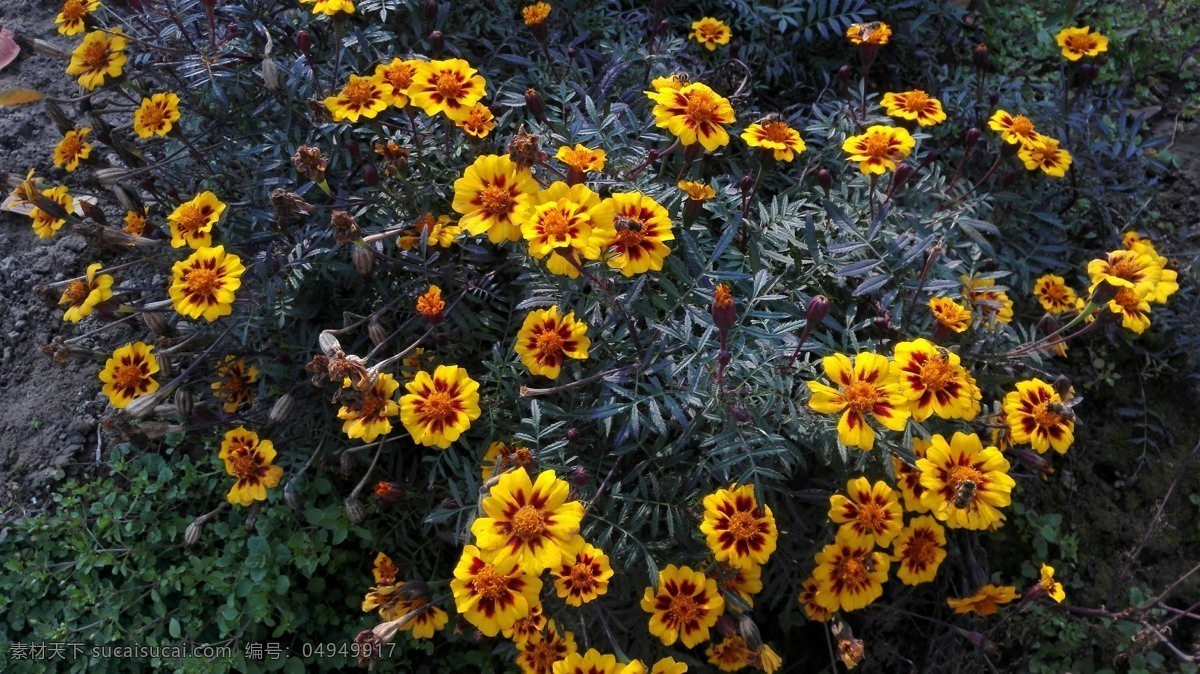 美丽的太阳花 太阳花 花朵 鲜艳 植物 美丽 自然生物 生物世界 花草