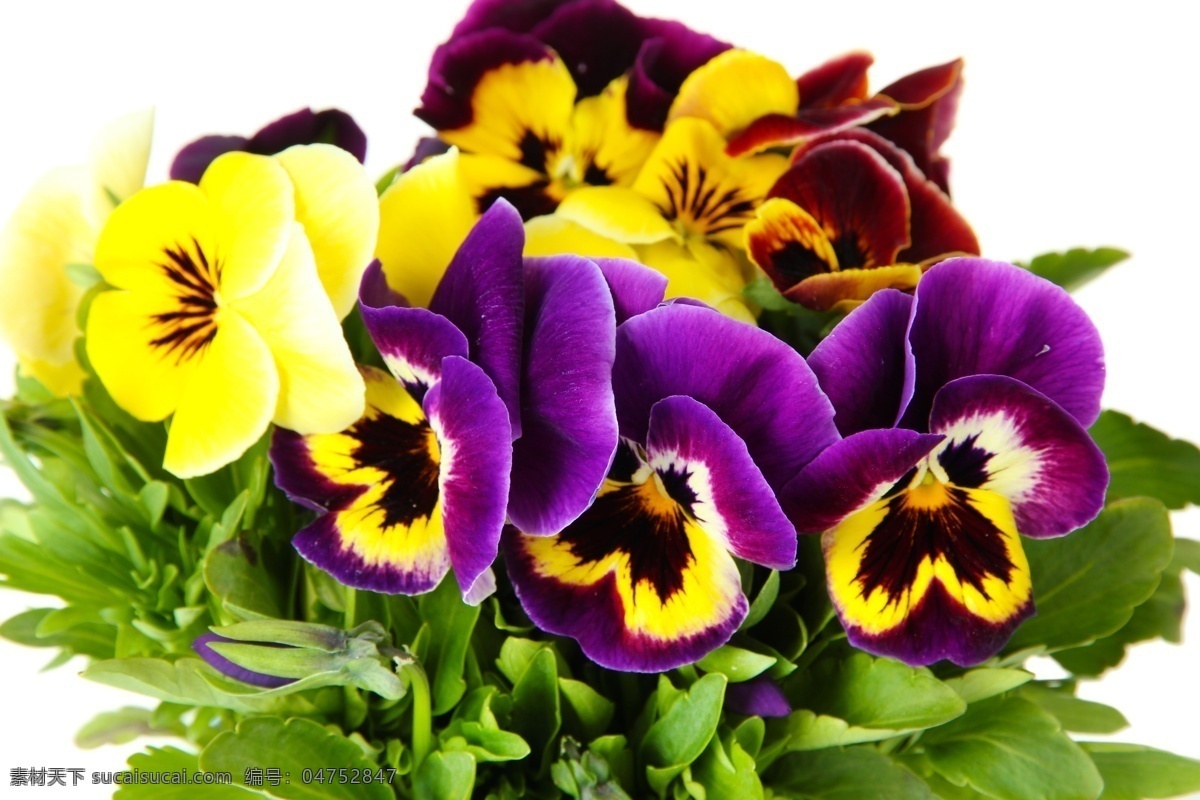 紫色 黄色 蝴蝶兰 花朵 鲜花 植物 花草树木 生物世界
