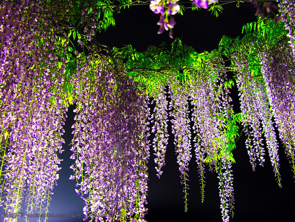 紫藤花 花藤 紫色 绿叶 背景 支架 自然景观 自然风景 摄影图库 300