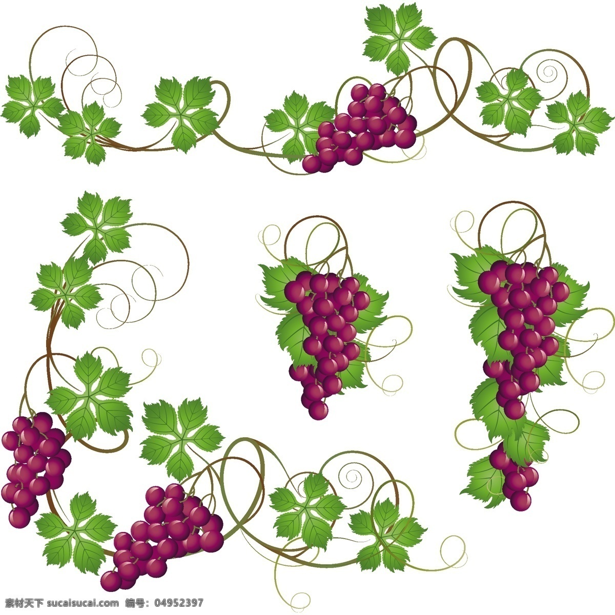 紫 葡萄 串 叶 矢量 葡萄藤 葡萄叶 葡萄串 矢量素材 水果 生物世界