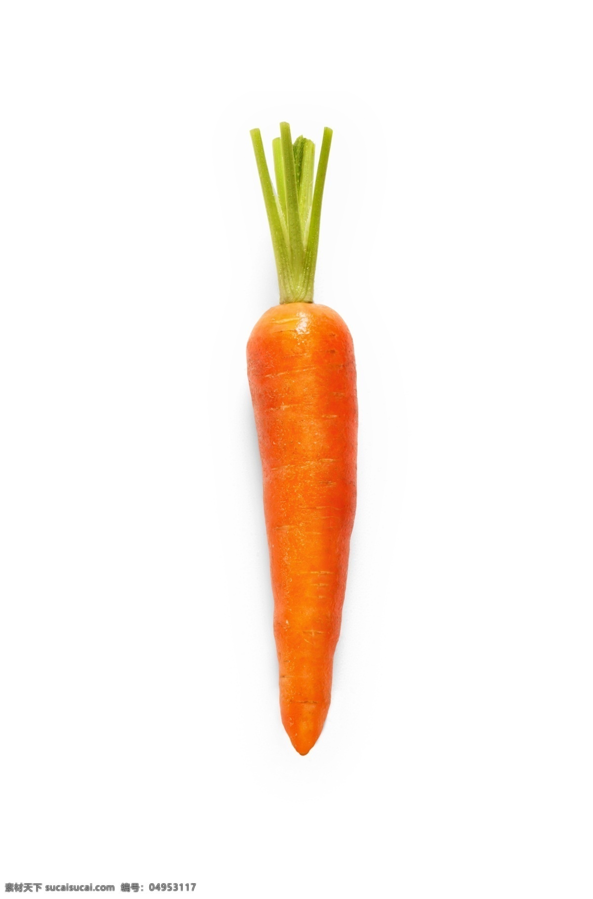 彩绘 逼真 立体 条 红萝卜 源文件 橙色 果茎 食物 蔬菜 装饰图案