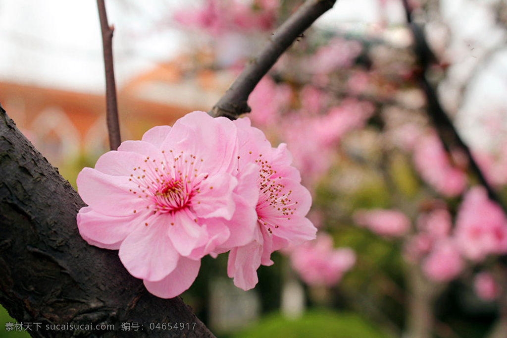 位图 写实花卉 植物 花朵 樱花 免费素材 面料图库 服装图案 黑色