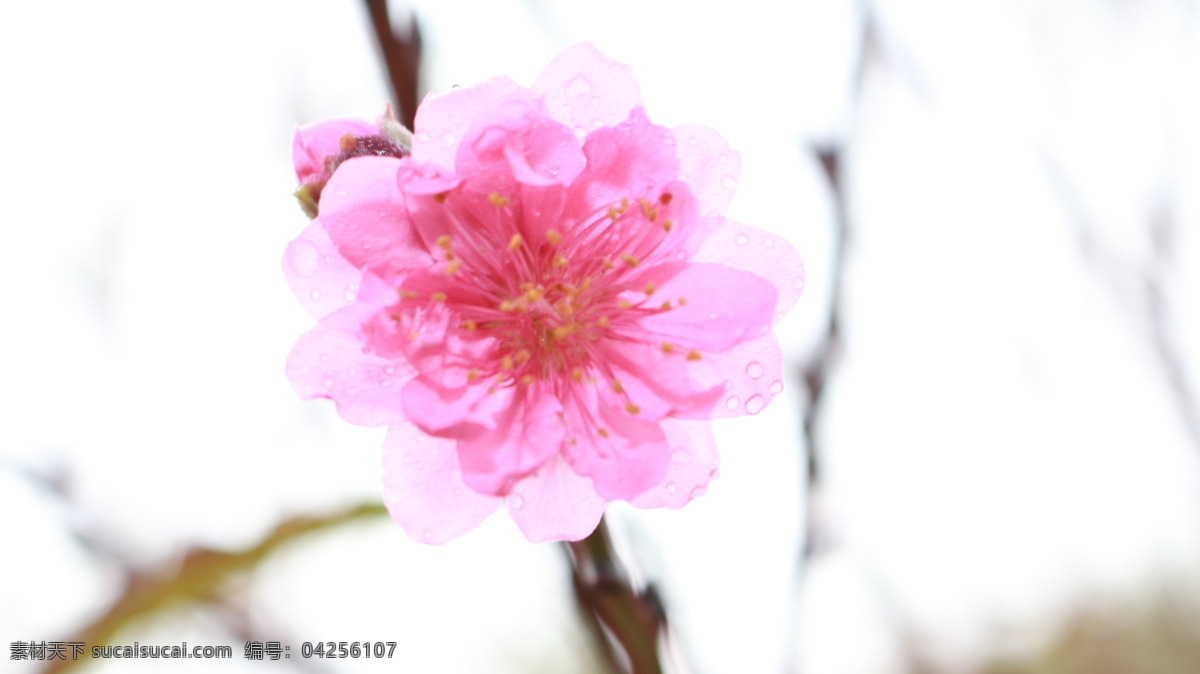 雨中的桃花 桃花 植物 桃红 春天 开花 生物 桃花园 花朵 花草 花瓣 桃花运 生物世界