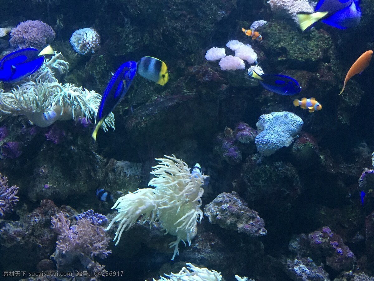 热带鱼 海洋 海底 海水 深海 珊瑚 水生动物 动物 生物世界 组 世界 海洋生物