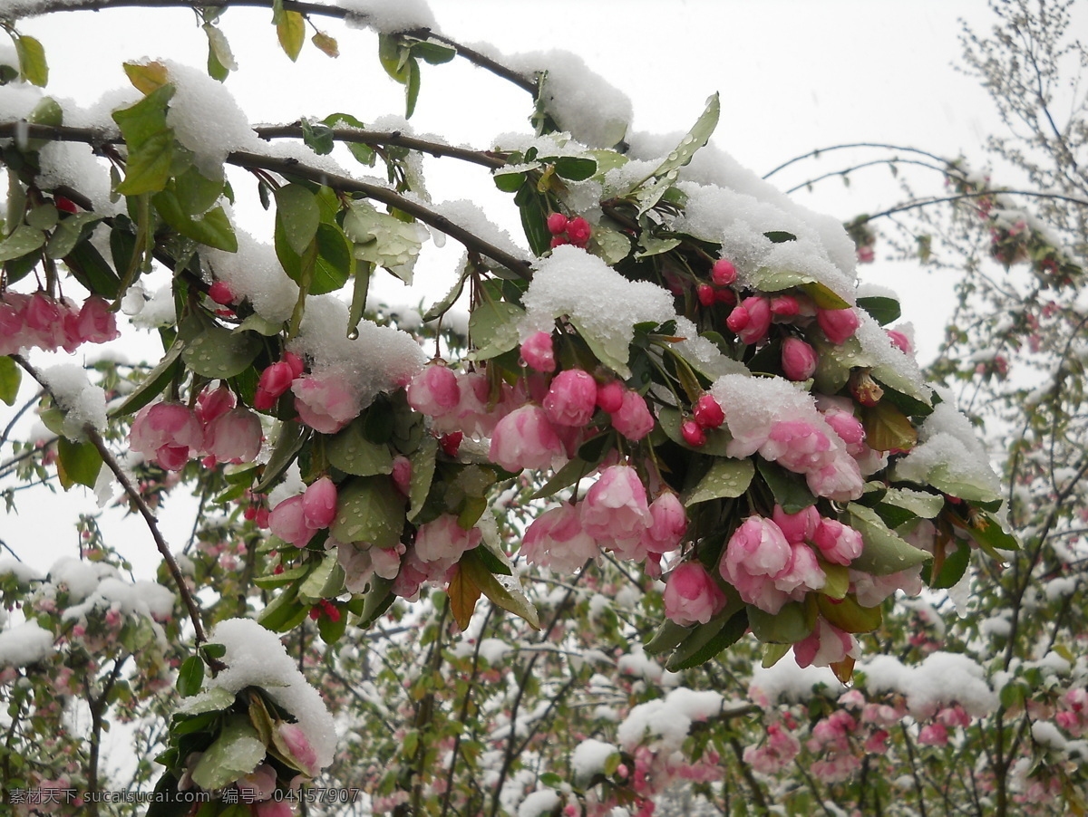 海棠 春天 花草 花朵 生物世界 雪 棠 雪中海棠 psd源文件