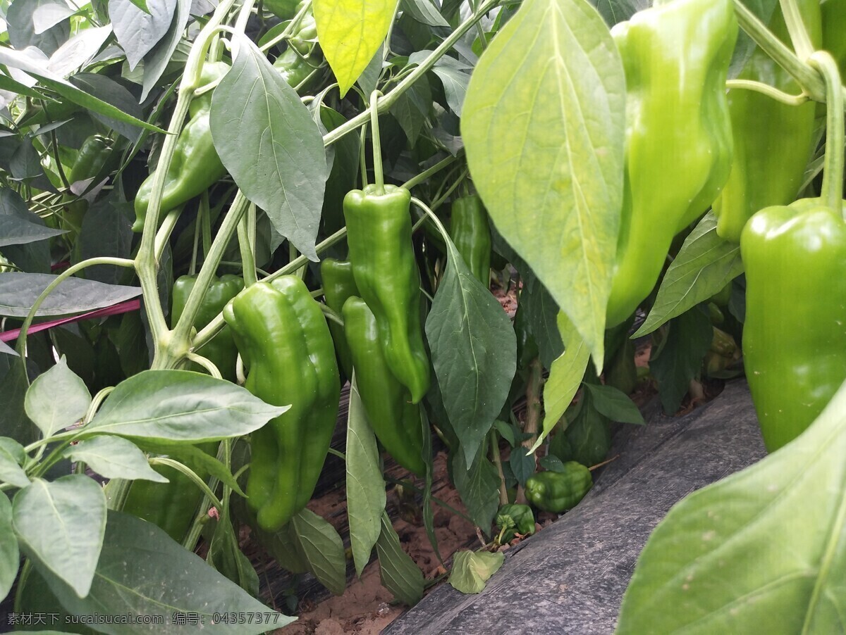 辣椒种植 蔬菜 青椒 绿色 大棚种植