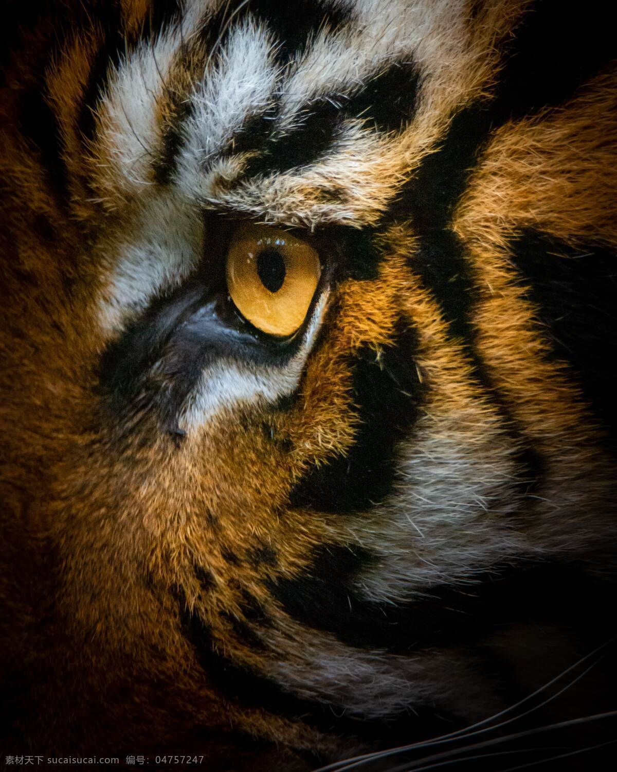 老虎眼睛 老虎 虎 东北虎 孤立 动物 条纹 野生动物 哺乳动物 食肉动物 动物园 生物世界
