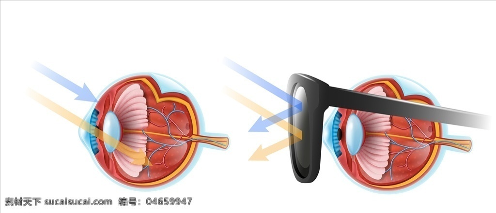 眼球肌肉 视网膜 眼球结构 眼球组织 动漫动画