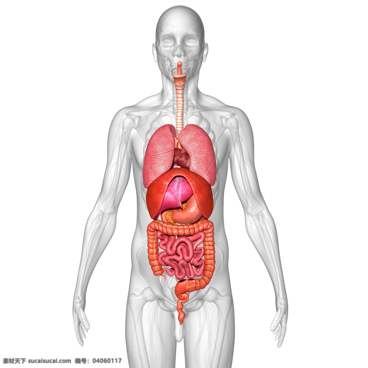 人体 内脏 立体 透视图 心 肝 脾 肺 肠 大肠 小肠 五脏六腑 胃 胆 肾 人物图库