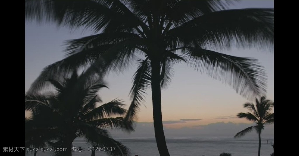 霞光 下 椰子树 椰子 椰树 海南 树林 森林 实用标清素材 标清实拍素材 标清影视素材 多媒体设计 视频剪辑 avi 太阳云彩 源文件