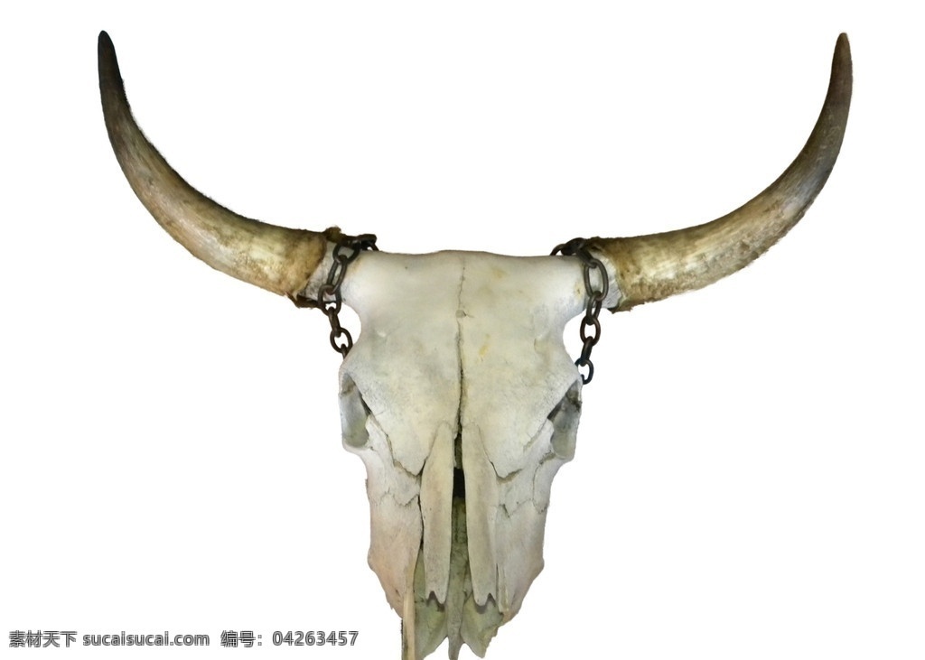 牧民 牦牛 头骨 艺术品 公牛 牛角 蒙古 印第安人 传统文化 文化艺术