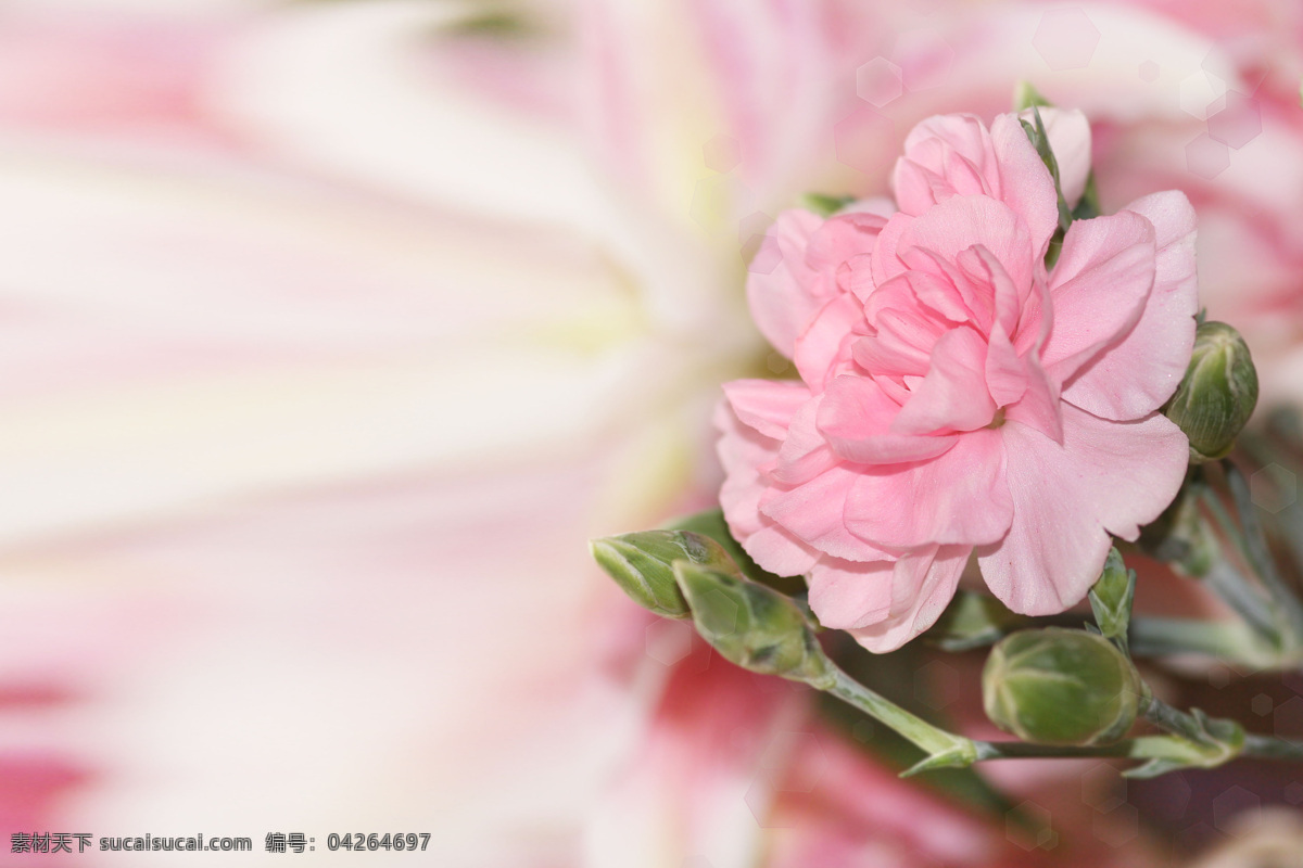 粉色 花朵 背景 鲜花 花卉 植物 花草树木 生物世界