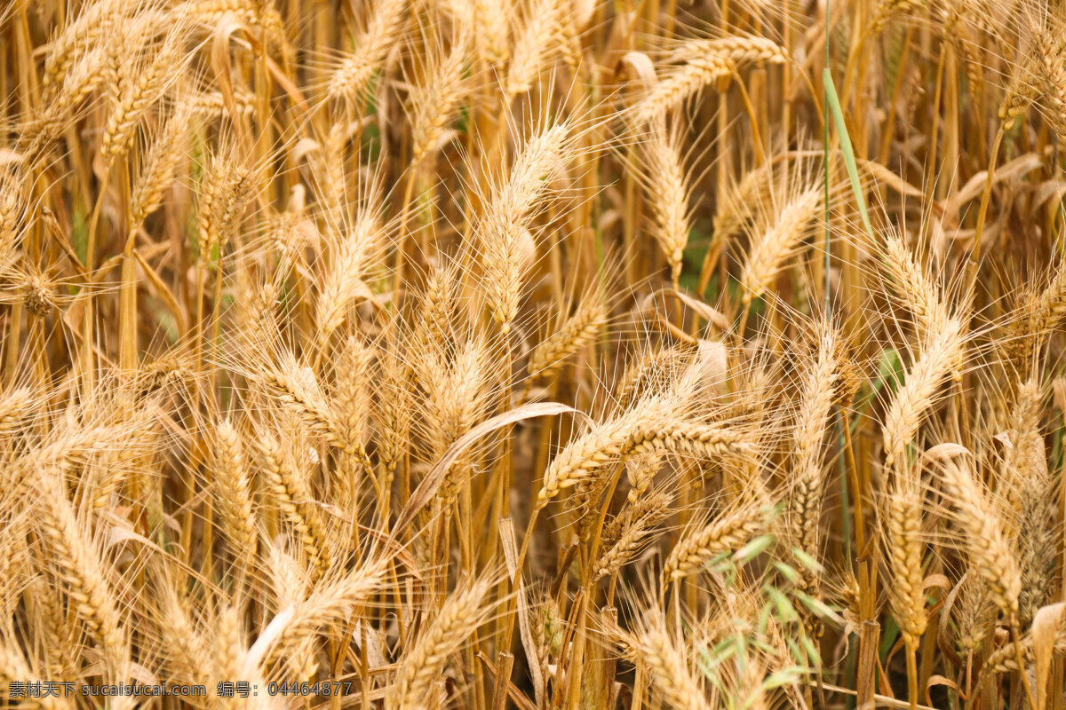 小麦 麦子 金色 成熟的麦子 植物 自然景观 田园风光