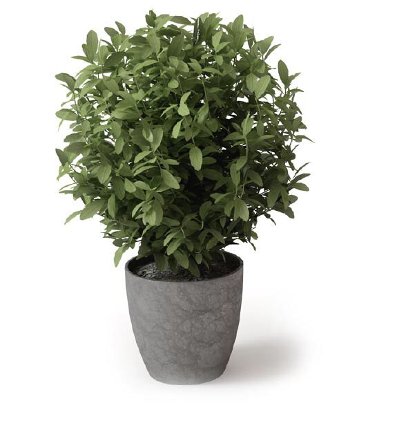 精美 绿色 盆栽 模型 3d模型 植物 花盆 家装模型 3d渲染 高端模型