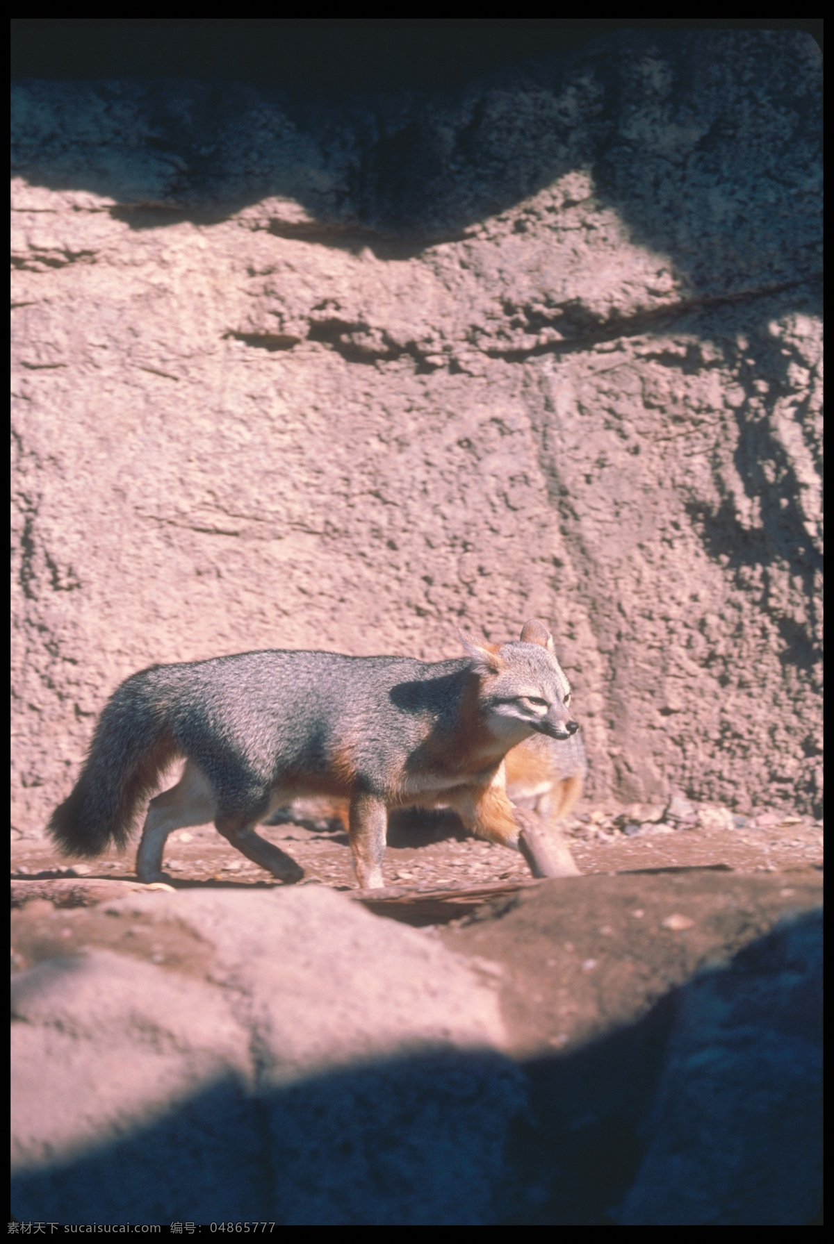 行走 狐狸 狐狸摄影 野生动物 动物摄影 动物世界 陆地动物 生物世界