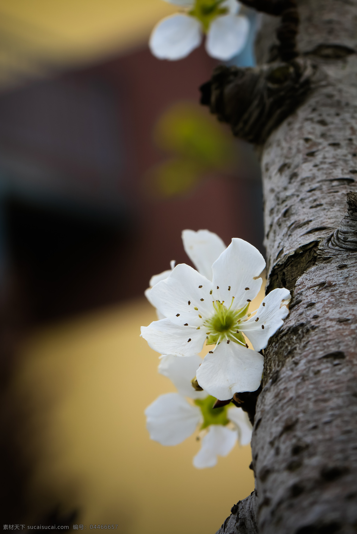 梨花 花朵 花 植物 春天 梨树 风景 自然景观 自然风景