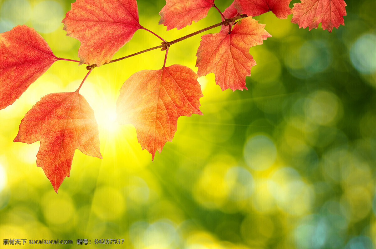秋天 风景 高清 秋天的风景 高清图片 秋景 枫树 红叶 黄色 枯叶 落叶 枫林 生物世界 树木树叶
