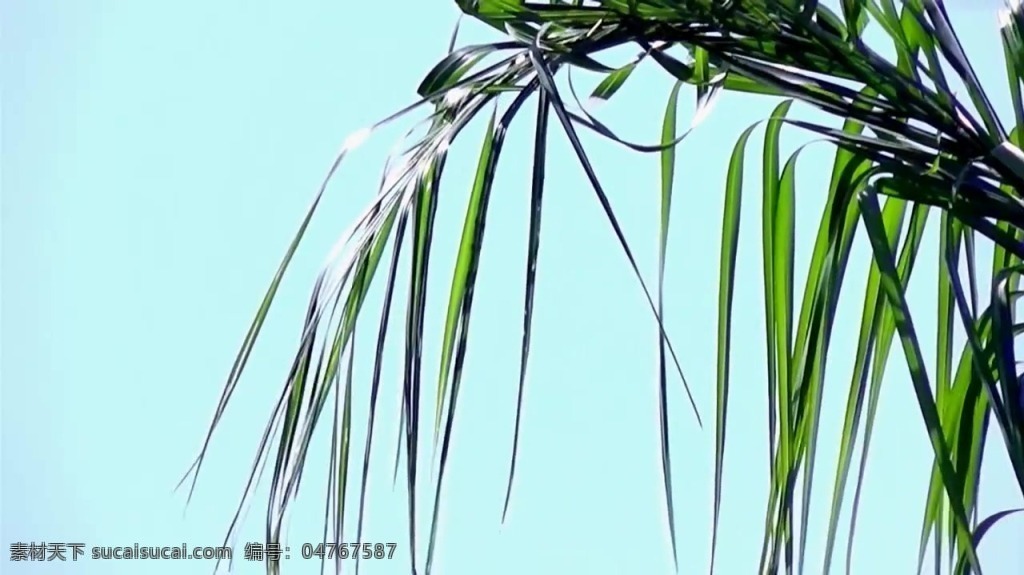 视频背景 实拍视频 视频 视频素材 视频模版 植物 小草 小草视频素材