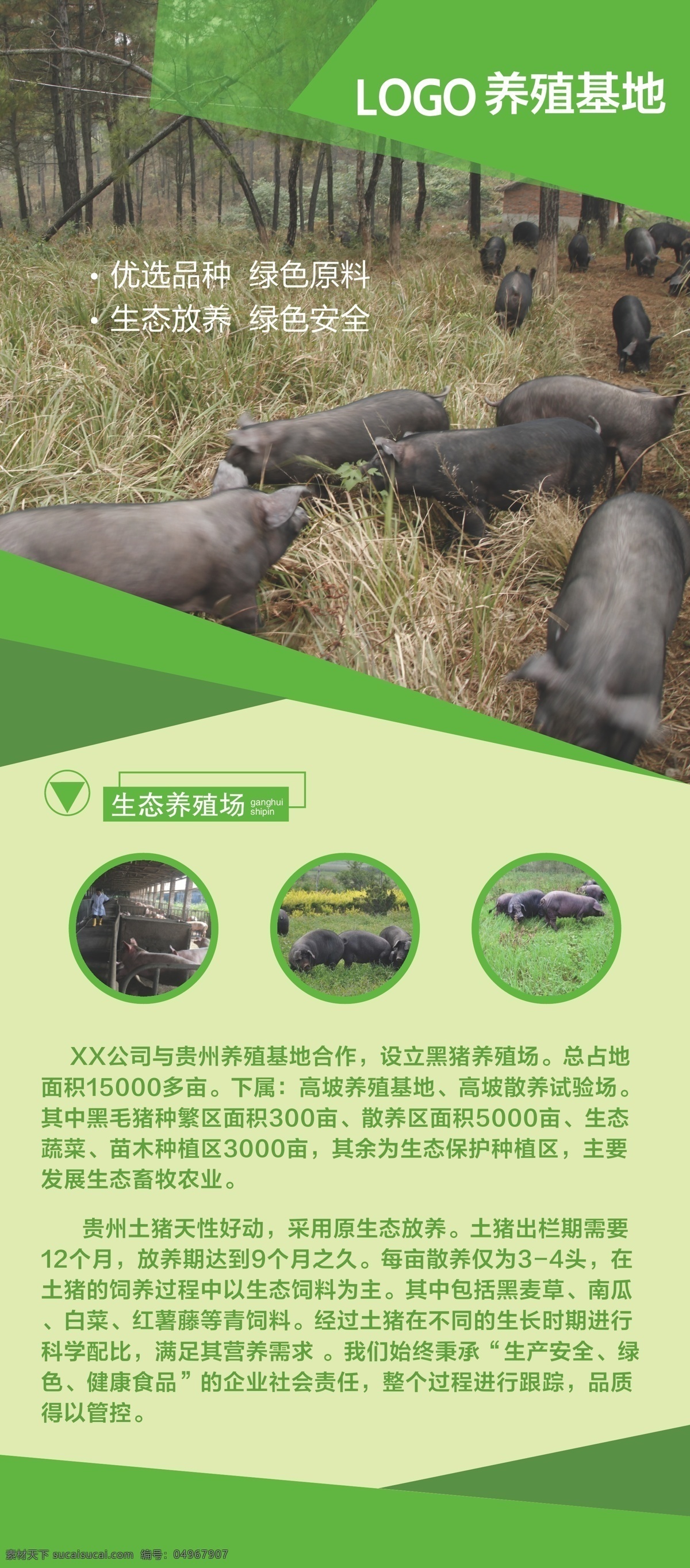 生态 养殖 基地 展架 生态养猪场 养殖基地展架 活动展架 贵州土猪 土猪肉 生态放养介绍