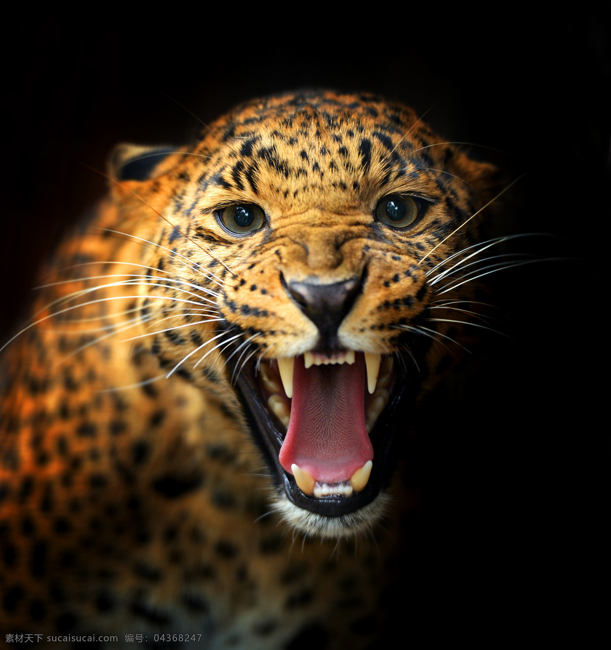 豹子 猎豹 豹纹 猛兽 凶猛 豹子头 猫科动物 动物专辑 野生动物 生物世界
